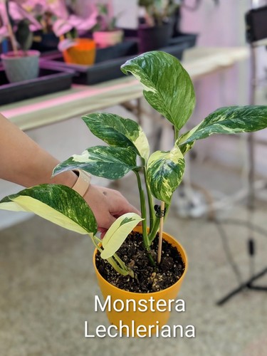 Monstera lechleriana - monstera,