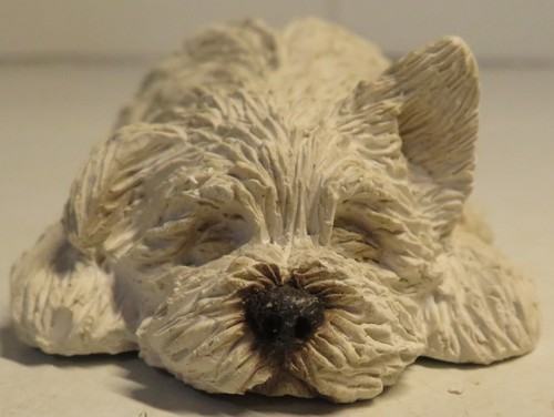 Brue sandicast bichon - sandicast, frise
