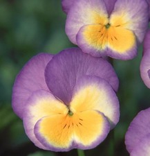 Viola zoe plug plants garden