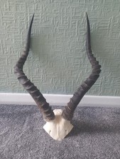 Taxidermy Horns Skull Antlers Impala ?? Antelope African Kudu Please Read 