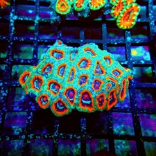 Wysiwyg acan lord coral - lord,