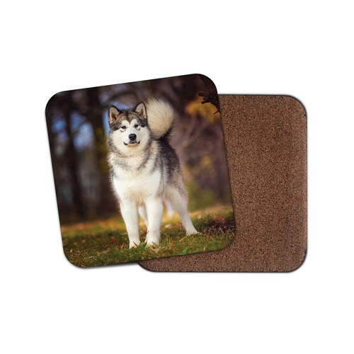 Alaskan malamute coaster - alaskan,