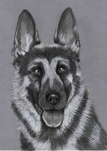 Alsatian young german shepard - ,