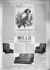 Original Old Antique Print 1889 Deacon Australian Parrot Maple Furniture London