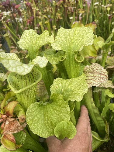 Sarracenia moorei carniflora - moorei,