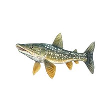 Northern pike fish decal - pike,