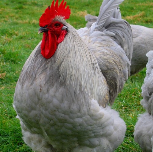 Farm fresh hatching - 6, *