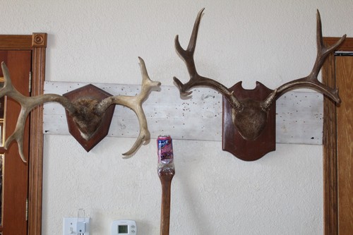 Mule deer mounts taxidermy - mule,