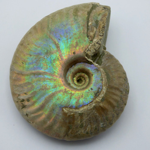Fossil ammonite iridescent - ammonite,