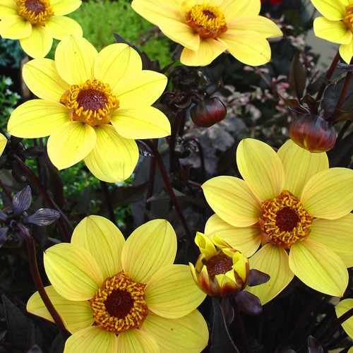 Dahlia tuber happy single - -,
