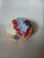 Human Brain Model Anatomy