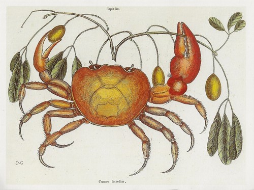 Postcard mark catesby - postcard,