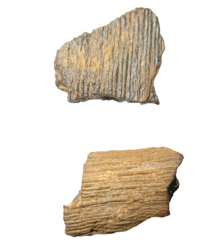 Pennsylvanian plant fossils
