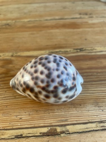 Tiger cowrie seashell 5cm - tiger,