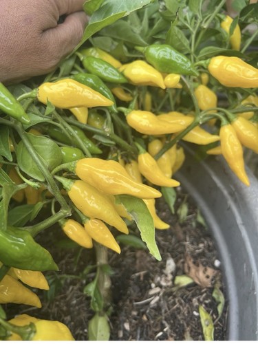 Lemonella habanero chilli - 2,
