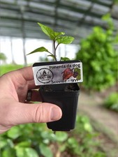 Pimenta Da Dog Chilli Plant