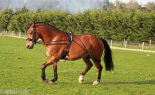 New Horse Training aid Black