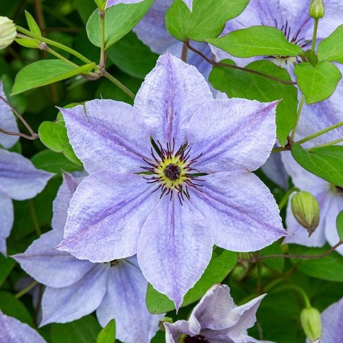 Skyfall clematis seeds - 25,