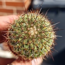 Mammillaria Ginsa Maru -