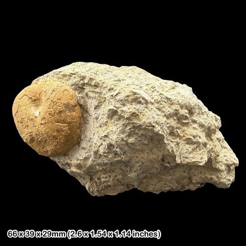 Nucleolites scutatus echinoid - nucleolites,