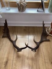 ROYAL fallow deer Scottish