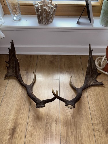 Royal fallow deer - fallow,
