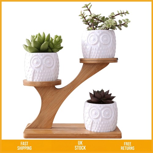 Elegant owl ceramic succulent - owl,
