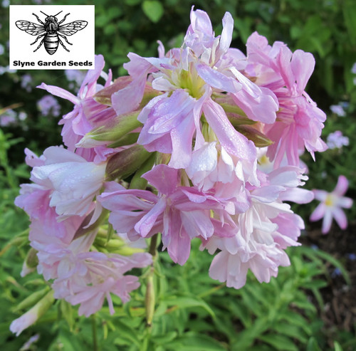 Soapwort scented white - white, pink