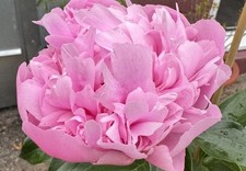 Cottage Garden Peony Hardy