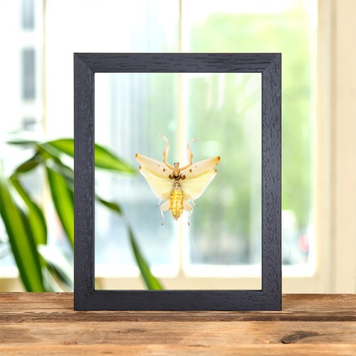 Orchid mantis clear glass - mantis,