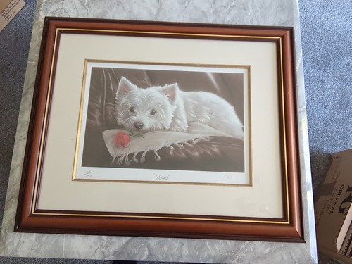 Romeo paul doyle dog - ,