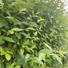 Privet and blackberry leaves -