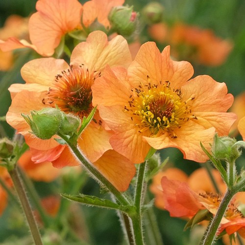 Geum totally tangerine avens - tangerine,
