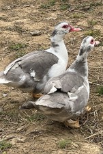 6+ Purebred Fertile Muscovy