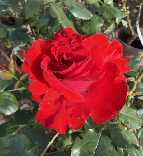 Pre order our richard - pre, red