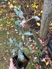 Williowleaf English Oak , Quercus, garden, Oak tree large