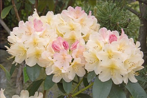 Rhododendron yakushimanum