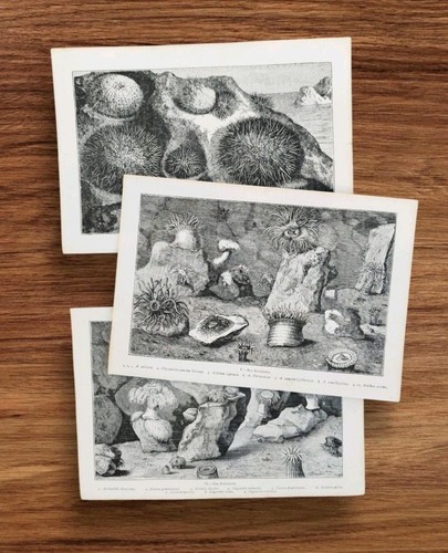 Set antique 1880s - set,