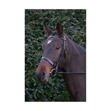 Mark Todd Hunter Bridle-Black