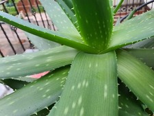 LARGE Aloe Vera Plant - Rare