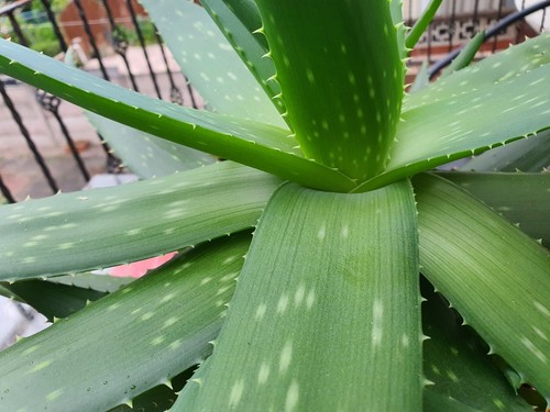 Large aloe vera plant - aloe,