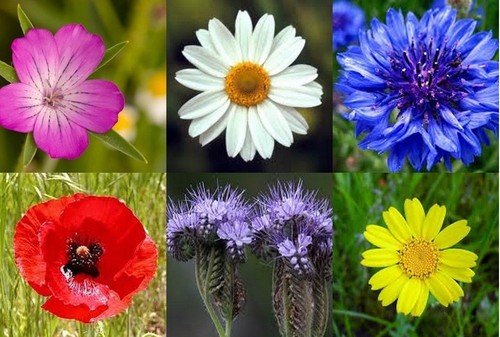 Wild flower cornfield meadow - wild,