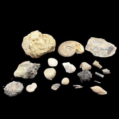 1kg british fossil - 1kg,