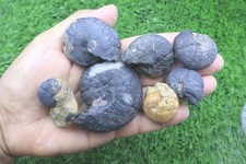 7pcs Moroccan Cheiloceras