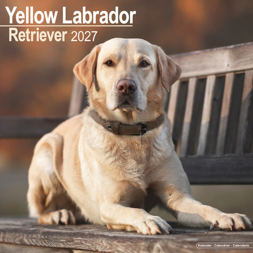 Labrador ret 2027 - labrador,