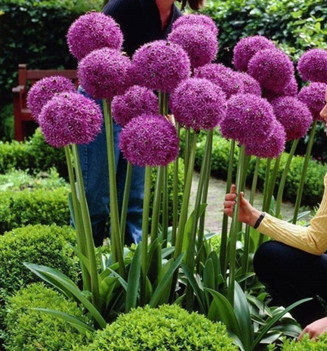 Giant purple onion flower - giant,