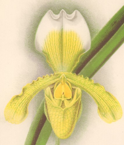 Orchid cypripedium insigne - cypripedium,
