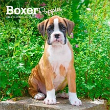 Boxer Puppies | 2026 7x14"