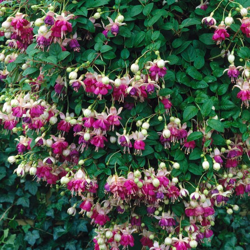 Fuchsia eva boerg colourful - eva,