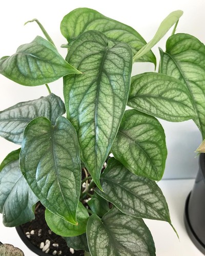 Monstera siltepecana rare - monstera, siltepecana/rare